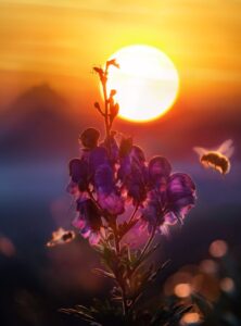 Sun over purple flower represents the sun's importance in astrology.